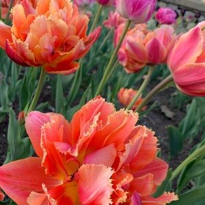 Meet your Posher, Kasey